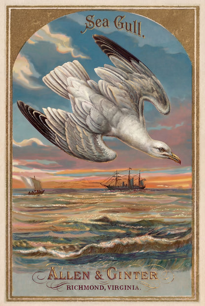 Birds of America (1888) Allen & Ginter | Pack of 10 Stationary Trading Cards (1 Design per Pack)