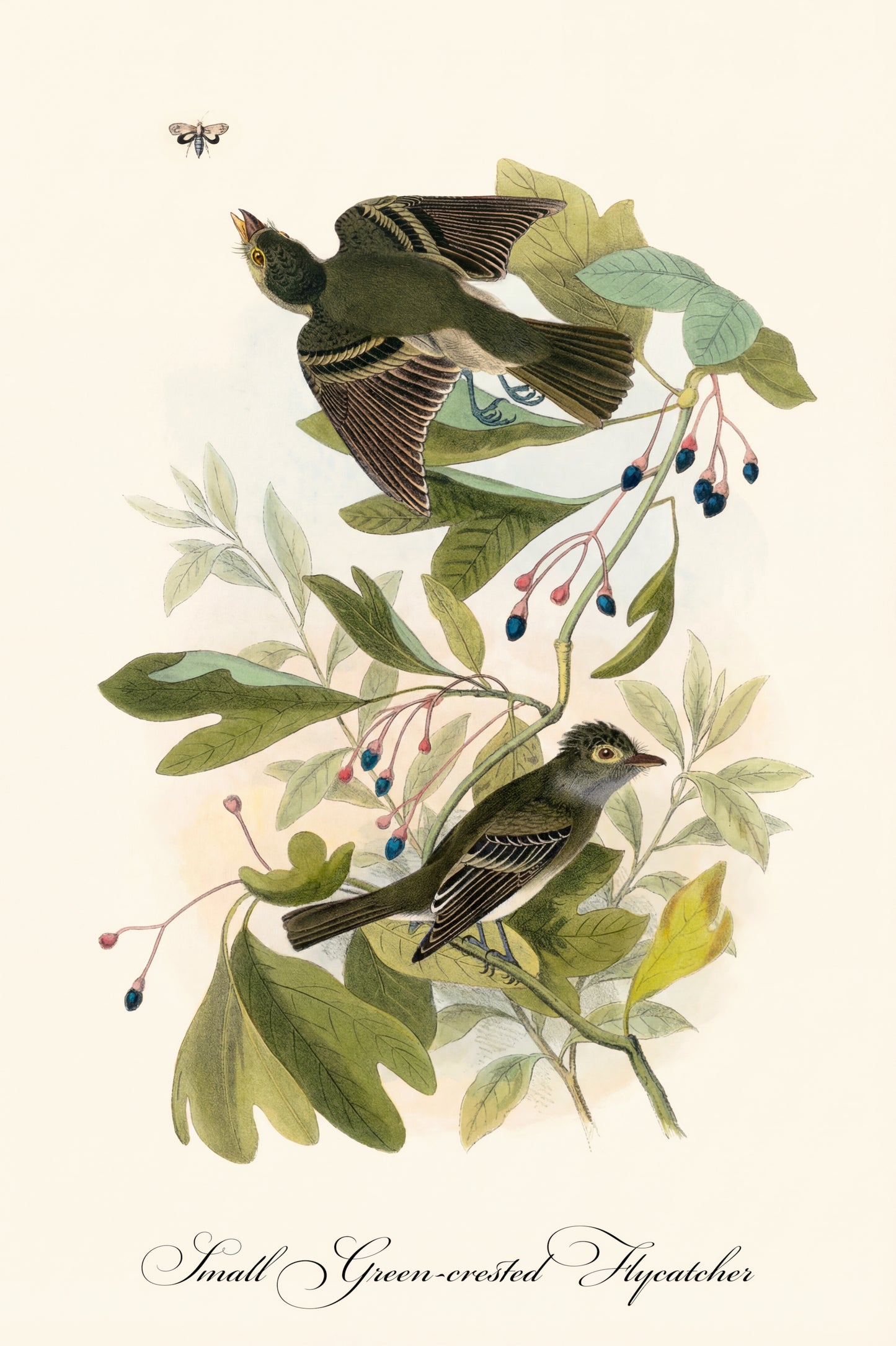 Fine Art Framed Poster: The Birds of America by John James Audubon | 1842 Lithograph