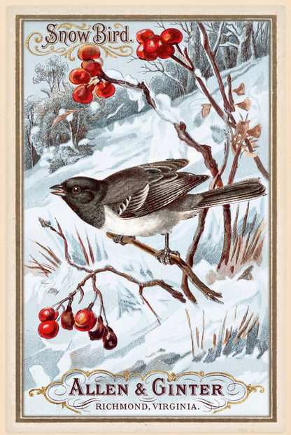 Birds of America (1888) Allen & Ginter | Pack of 10 Stationary Trading Cards (1 Design per Pack)