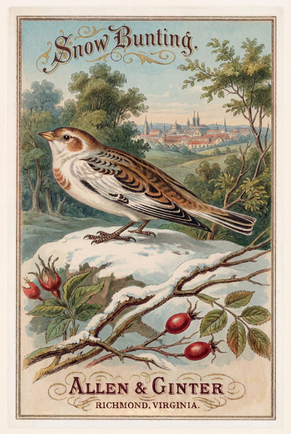 Birds of America (1888) Allen & Ginter | Pack of 10 Stationary Trading Cards (1 Design per Pack)