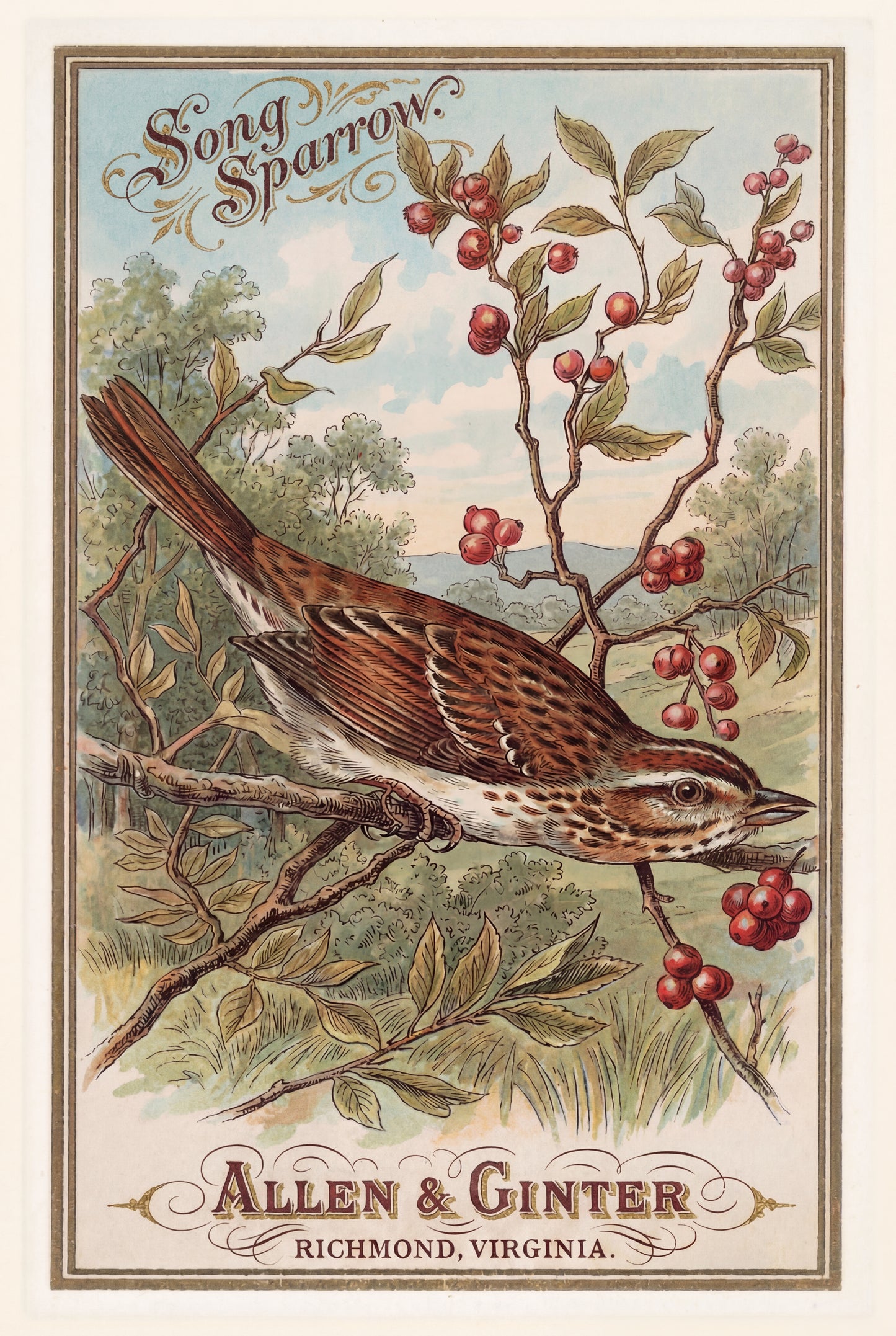 Birds of America (1888) Allen & Ginter | Pack of 10 Stationary Trading Cards (1 Design per Pack)