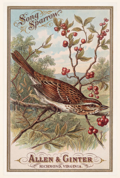 Birds of America (1888) Allen & Ginter | Pack of 10 Stationary Trading Cards (1 Design per Pack)