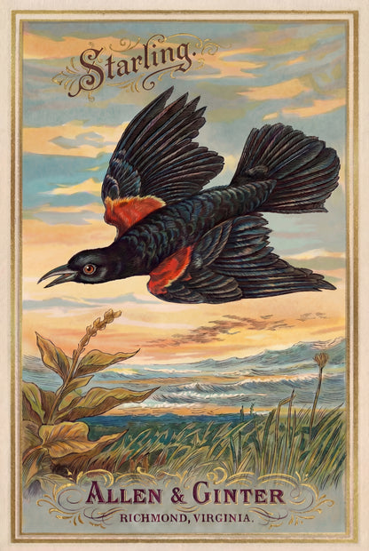 Birds of America (1888) Allen & Ginter | Pack of 10 Stationary Trading Cards (1 Design per Pack)