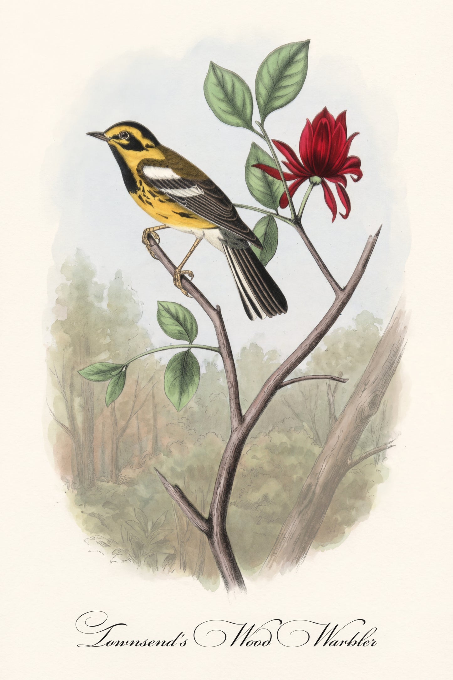 Fine Art Framed Poster: The Birds of America by John James Audubon | 1842 Lithograph