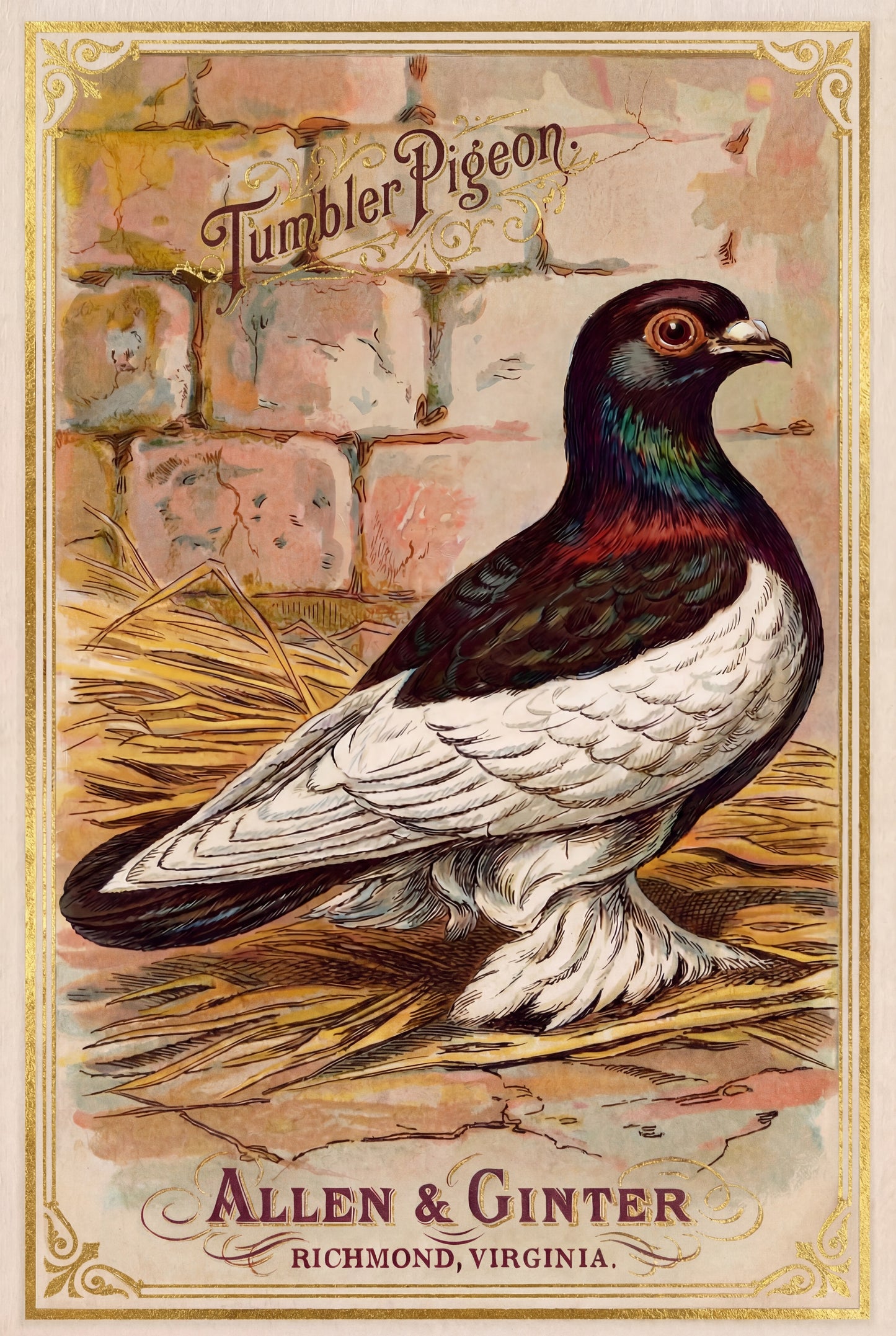 Birds of America (1888) Allen & Ginter | Pack of 10 Stationary Trading Cards (1 Design per Pack)
