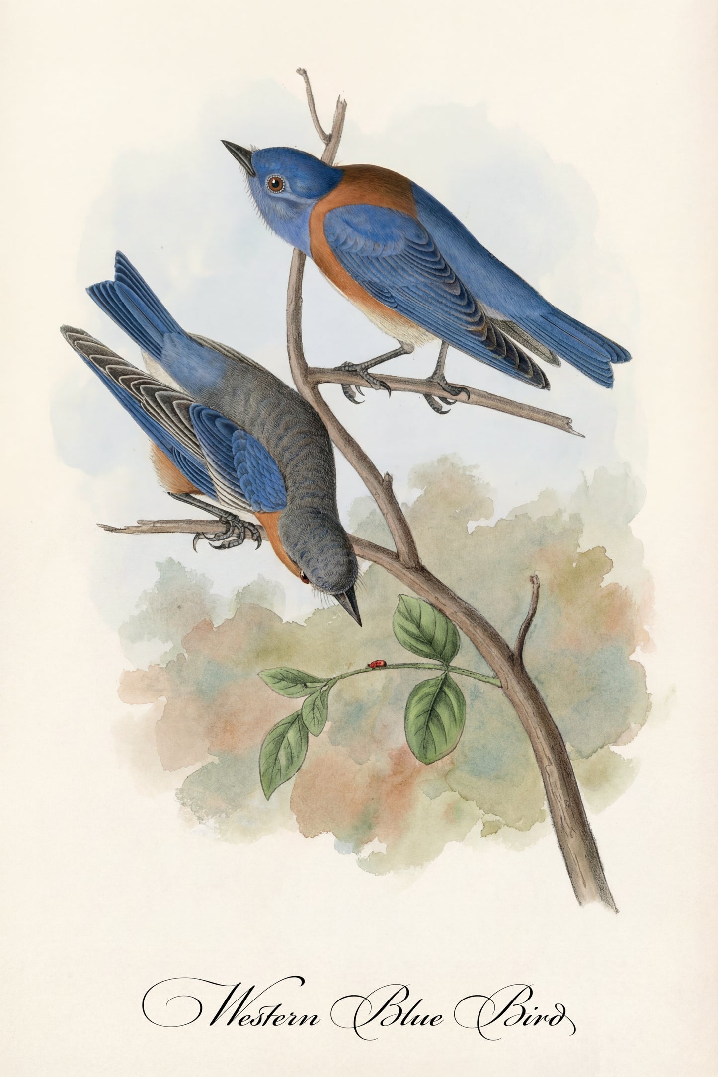 Fine Art Framed Poster: The Birds of America by John James Audubon | 1842 Lithograph