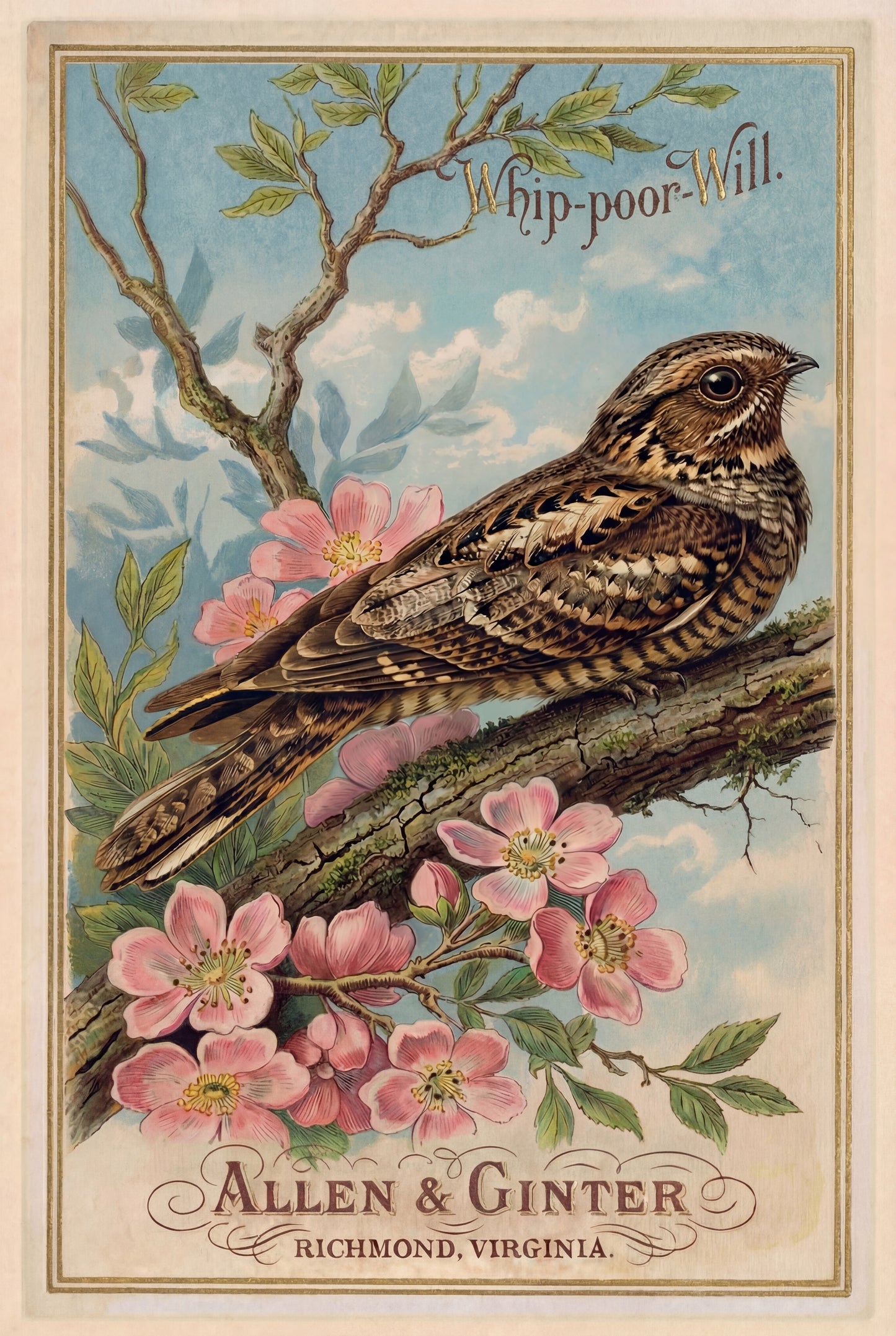 Birds of America (1888) Allen & Ginter | Pack of 10 Stationary Trading Cards (1 Design per Pack)