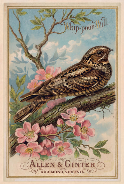 Birds of America (1888) Allen & Ginter | Pack of 10 Stationary Trading Cards (1 Design per Pack)