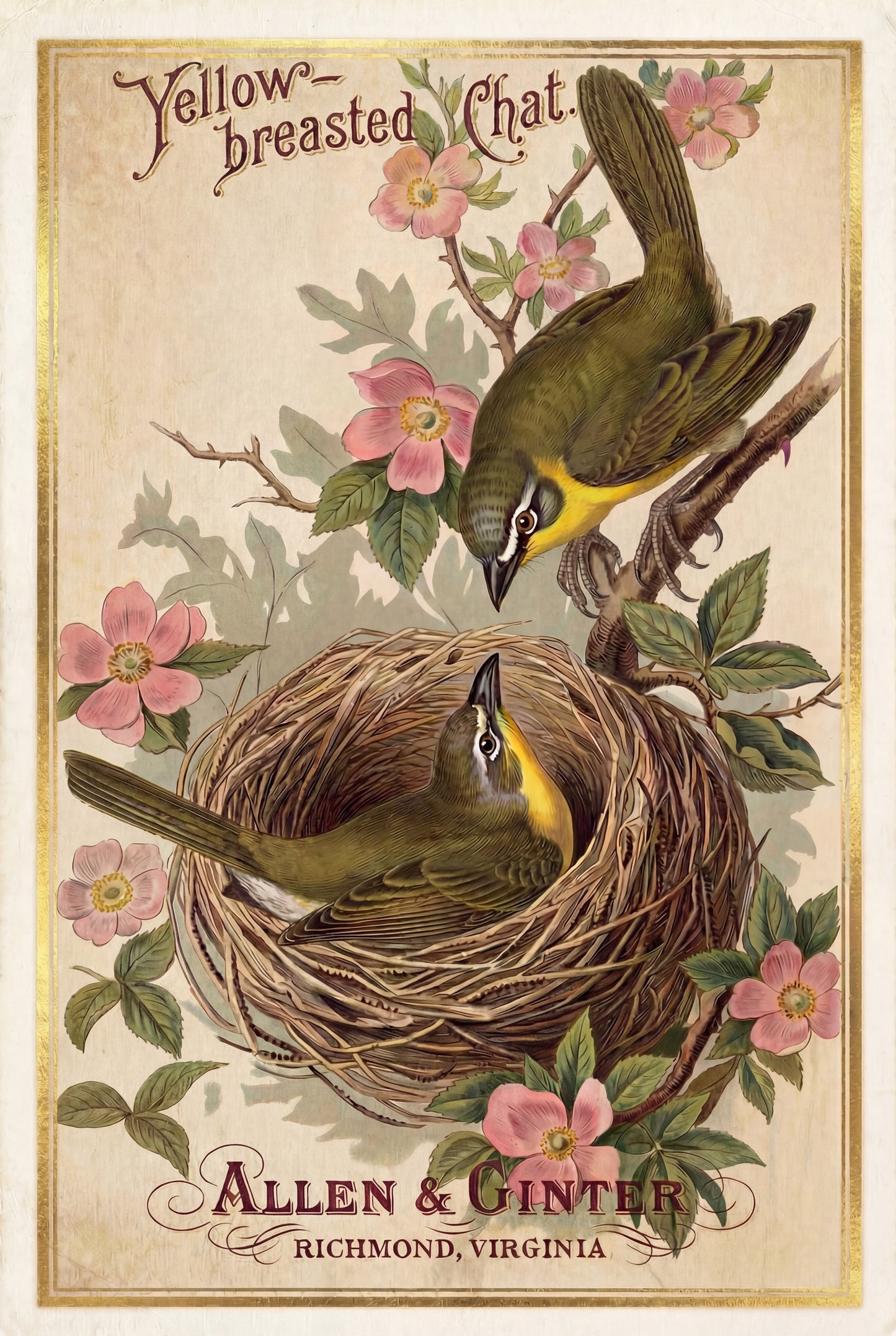 Birds of America (1888) Allen & Ginter | Pack of 10 Stationary Trading Cards (1 Design per Pack)